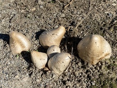 Coprinopsis atramentaria