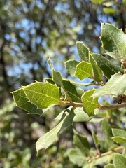 Quercus coccifera