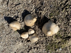 Coprinopsis atramentaria