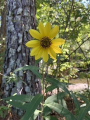 Helianthus hirsutus