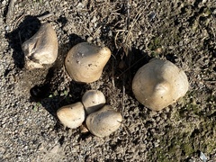 Coprinopsis atramentaria