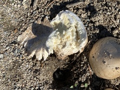 Coprinopsis atramentaria