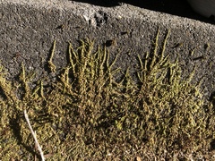 Homalothecium nuttallii