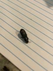 Pterostichus melanarius