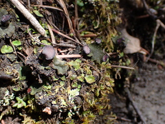 Peltigera venosa