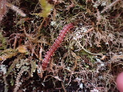Nearctodesmidae
