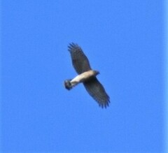 Accipiter cooperii