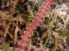 Nearctodesmidae
