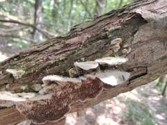 Trametes villosa