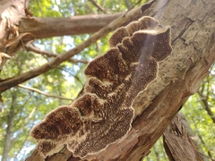 Trametes villosa