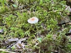 Lepiota echinella