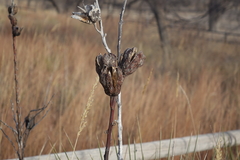 Yucca glauca