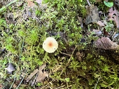 Lepiota echinella