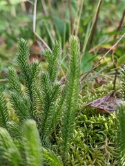 Lycopodium