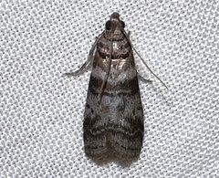 Sciota uvinella