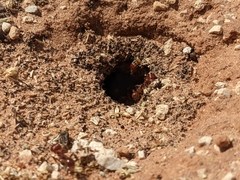 Pogonomyrmex barbatus