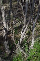 Melaleuca vinnula