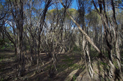 Melaleuca vinnula