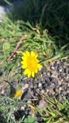 Bahieae