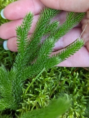 Lycopodium
