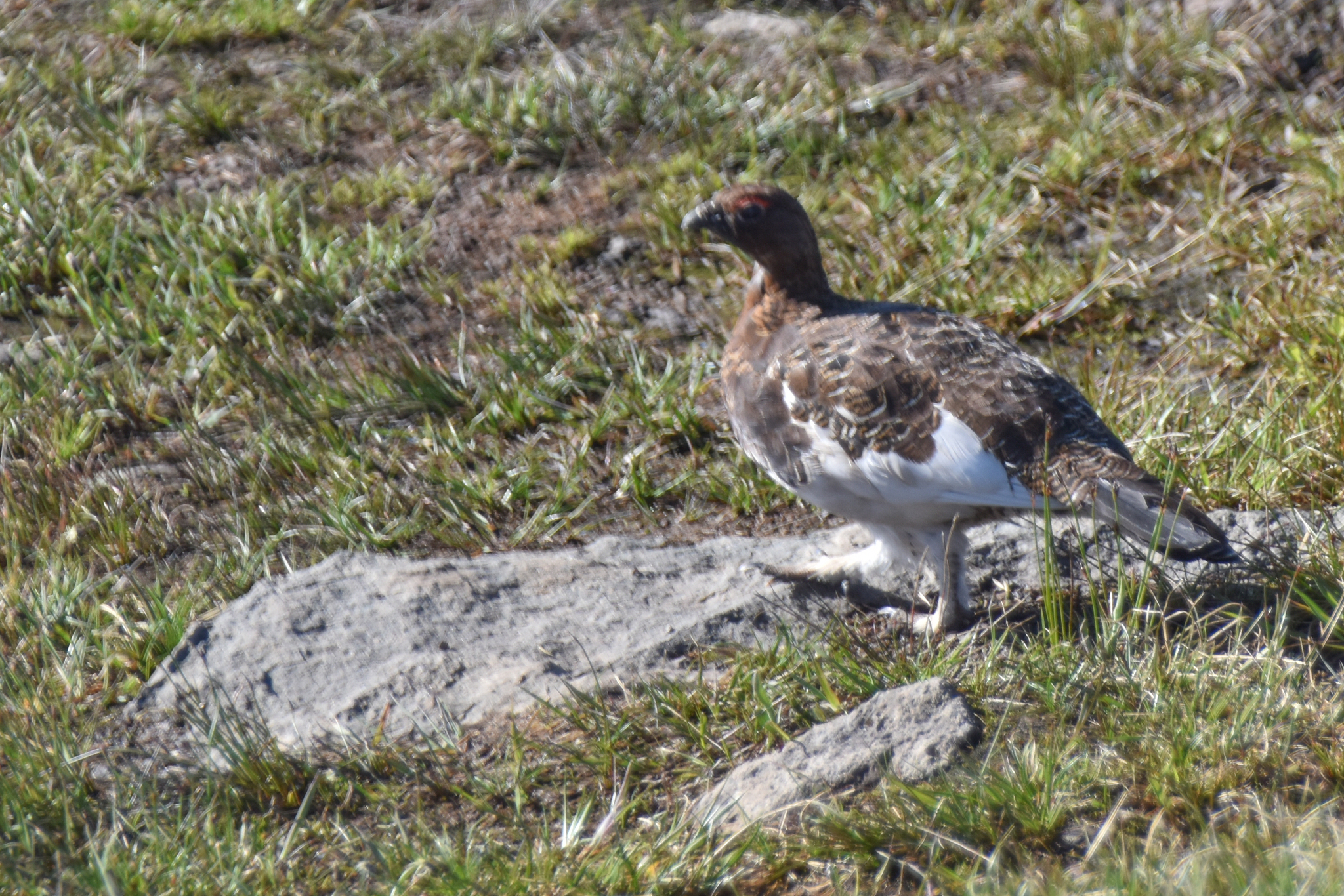 Willow Ptarmigan