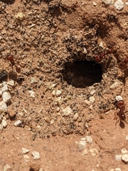 Pogonomyrmex barbatus