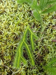 Lycopodium