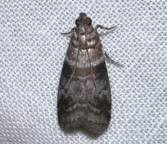 Sciota uvinella