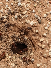 Pogonomyrmex barbatus