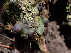 Peltigera venosa