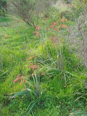 Phycella cyrtanthoides