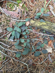 Euphorbia ipecacuanhae