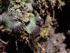 Peltigera venosa