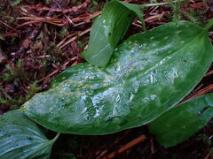 Uromyces heterodermus