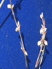 Polygonum douglasii