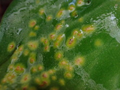 Uromyces heterodermus