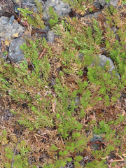 Galium ambiguum