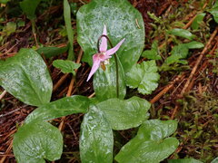 Erythronium revolutum