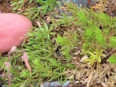 Galium ambiguum