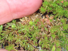 Galium ambiguum