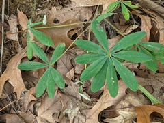 Lupinus perennis