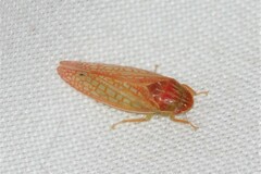 Gyponana gladia