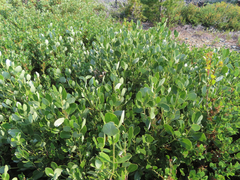 Garrya buxifolia