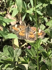 Phyciodes phaon