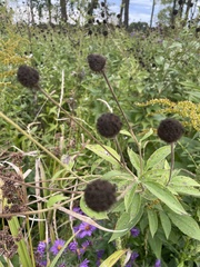 Rudbeckia