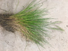 Festuca myuros
