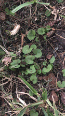 Dichondra