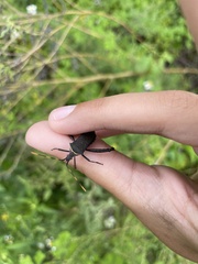 Leptoglossus gonagra