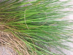 Festuca myuros