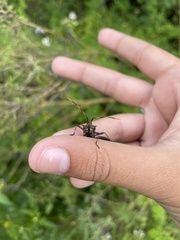 Leptoglossus gonagra